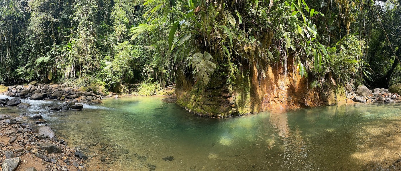 Forest stream along the Trace des Jésuites trail area in Martinique